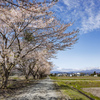 盛岡桜巡りⅤ