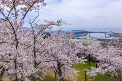 日和山桜景色