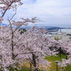 日和山桜景色