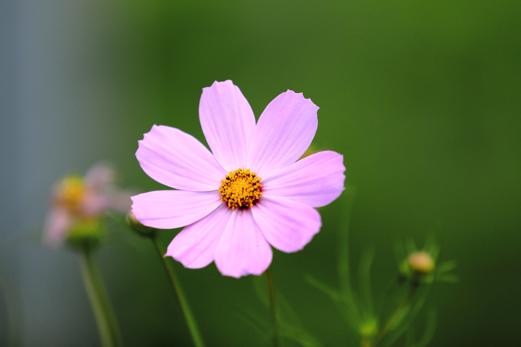 秋桜