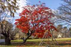 晩秋の公園にて