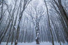 雪中のシンボルツリー