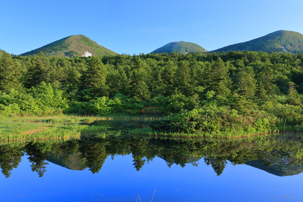 睡蓮沼・夏