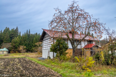 柿の木のある風景