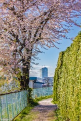 桜の小路