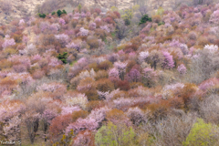 春模様