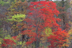 紅燃ゆる