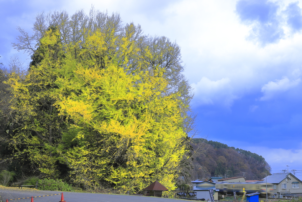 北金ヶ沢の主