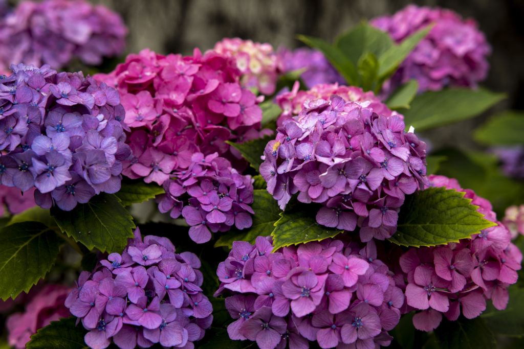 赤い紫陽花