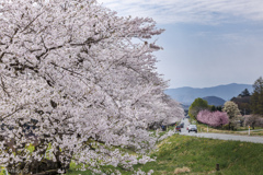 小岩井農場桜並木
