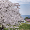 小岩井農場桜並木