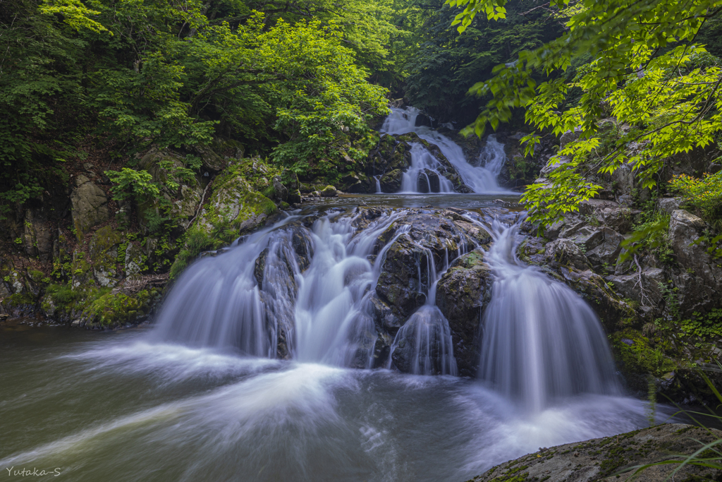 中野白滝