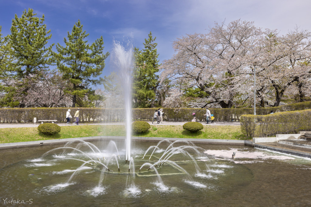 桜日和の午後