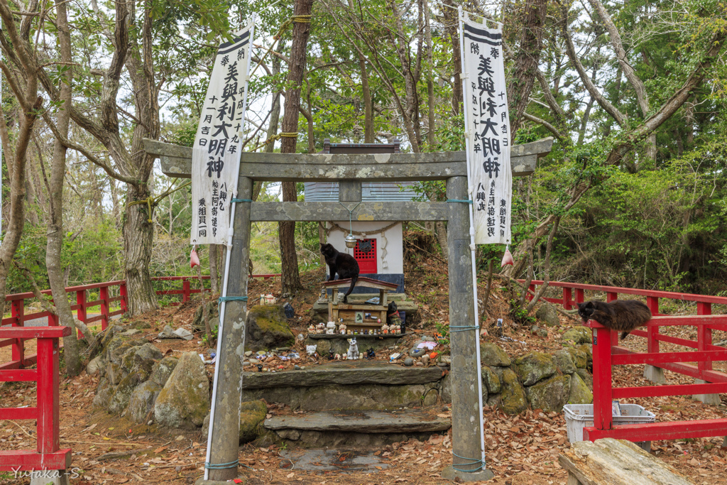 猫の島・田代島にてⅤ