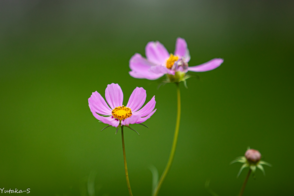 秋桜