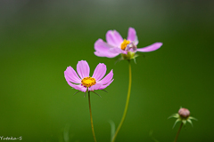 秋桜
