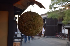 杉玉