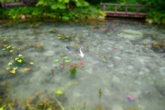 モネの池