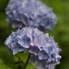 夏の花　夫婦