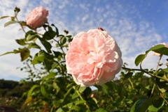薔薇
