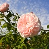 薔薇