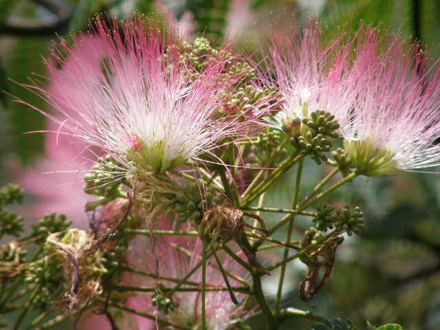 合歓の花