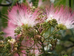 合歓の花