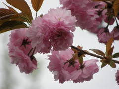 八重