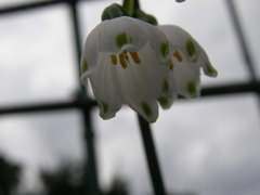 スノークフレーク