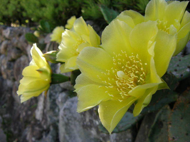 サボテンの花