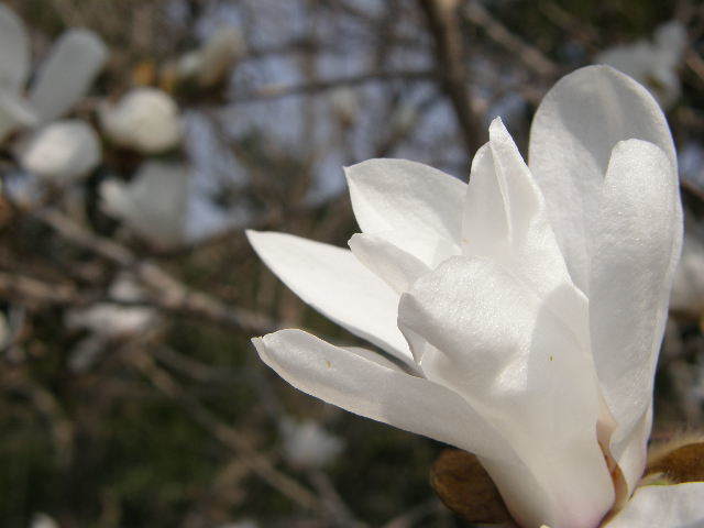 白の群集