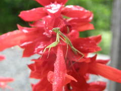 初めて外を見た様子カマキリ
