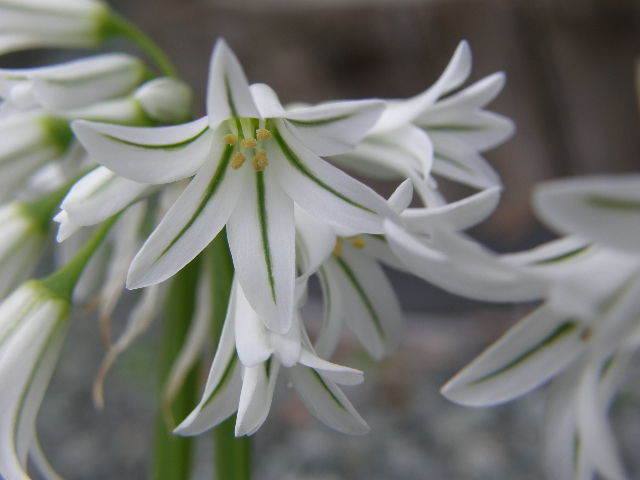 花ニラ？