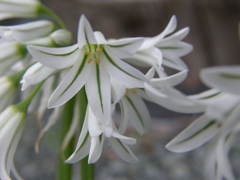 花ニラ？