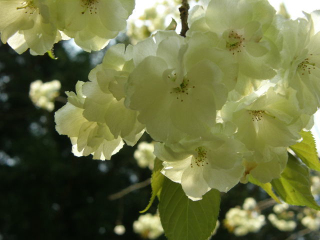 ギョイコウ桜の咲き始め