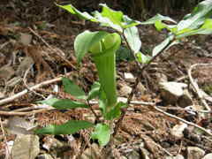 テンナンショウ