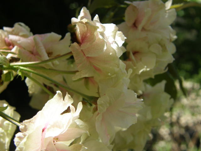 ギョイコウ桜の変化
