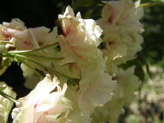 ギョイコウ桜の変化