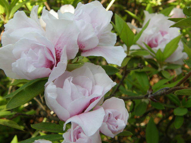 開花　ツツジ八重