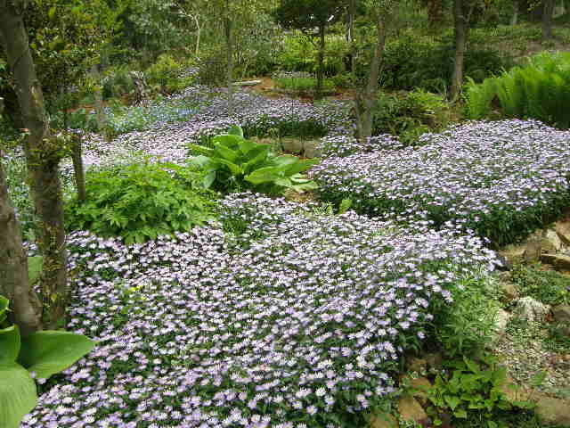 ミヤコワスレナグサ花盛り