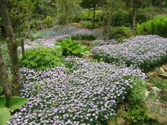 ミヤコワスレナグサ花盛り