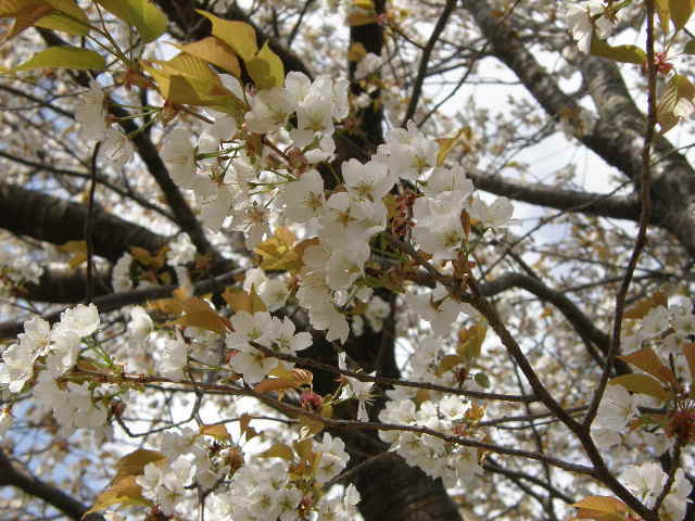 山桜