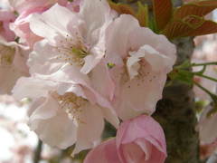 横輪桜