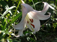 ささゆり (2)