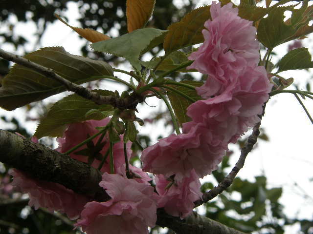 八重桜
