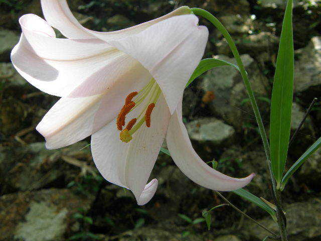 ささゆり