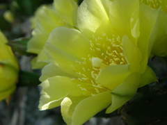 サボテンの花