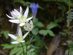 山野草