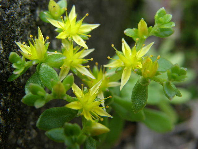 キリリッとした花　山野草
