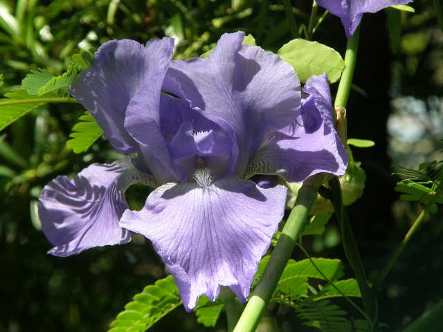 花しょうぶ　でしょうか